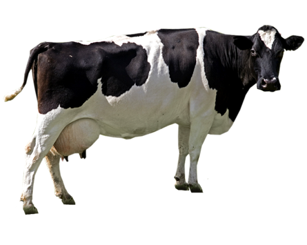  holstein cow